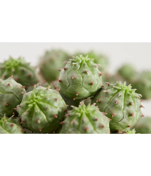 Ungewöhnliche Wolfsmilch - Euphorbia Pseudoglobosa 2 Ungewöhnliche Wolfsmilch - Euphorbia Pseudoglobosa – Bild 2