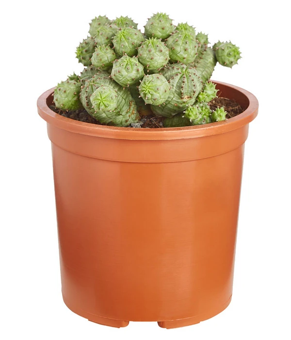 Ungewöhnliche Wolfsmilch - Euphorbia Pseudoglobosa 1 Ungewöhnliche Wolfsmilch - Euphorbia Pseudoglobosa