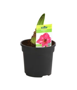 Amaryllis - Hippeastrum-Hybride -Wurzel Herz Verkaufsgeschäft 8700809 PR FS 002 HippeastrumRosa2TrDehnerExpressHerzig