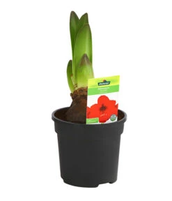Amaryllis - Hippeastrum-Hybride -Wurzel Herz Verkaufsgeschäft 8700809 PR FS 003 HippeastrumRoyalRed2TrDehnerExpressHerzig