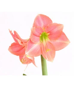 Amaryllis - Hippeastrum-Hybride -Wurzel Herz Verkaufsgeschäft 8700809 WE DE 001 AmaryllisHippeastrumMultifloraRittersternT17DehnerExpressHerzigOW