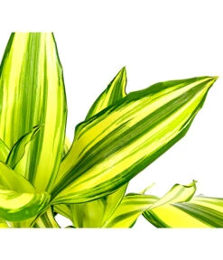 Drachenbaum - Dracaena Fragrans 'Yellow Coast' -Wurzel Herz Verkaufsgeschäft 8702110 PR DE 002 DracaenaYellowCoastDrachenbaumT11DehnerExpressHerzig