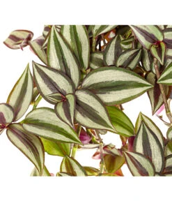 Dreimasterblume - Tradescantia Zebrina 'Violet Hill' 3 Dreimasterblume - Tradescantia Zebrina 'Violet Hill' -Wurzel Herz Verkaufsgeschäft 8703977 PR DE 001 TradescantiaViolettHillAmpelT18DehnerExpressHerzig