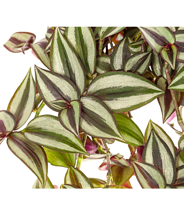 Dreimasterblume - Tradescantia Zebrina 'Violet Hill' 2 Dreimasterblume - Tradescantia Zebrina 'Violet Hill' – Bild 2