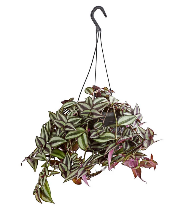 Dreimasterblume - Tradescantia Zebrina 'Violet Hill' 1 Dreimasterblume - Tradescantia Zebrina 'Violet Hill'