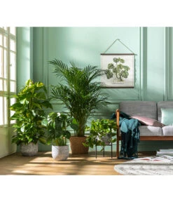 Efeutute - Epipremnum Aureum Am Moosstab -Wurzel Herz Verkaufsgeschäft 8704702 WE MO 001 DypsisLutescens