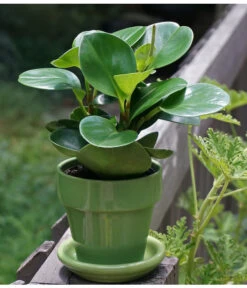 Peperomie - Peperomia Obtusifolia -Wurzel Herz Verkaufsgeschäft 8705659 PeperomiaObtusifoliaPixbay