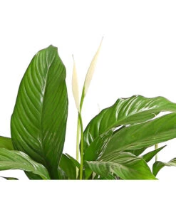 Air So Pure® Einblatt - Spathiphyllum Wallisii 'Bingo' -Wurzel Herz Verkaufsgeschäft 8705881 WE DE 001 EinblattSpathiphyllumSweetChicoairT17DehnerExpressHerzig
