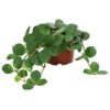 Peperomie - Peperomia Pecunifolia