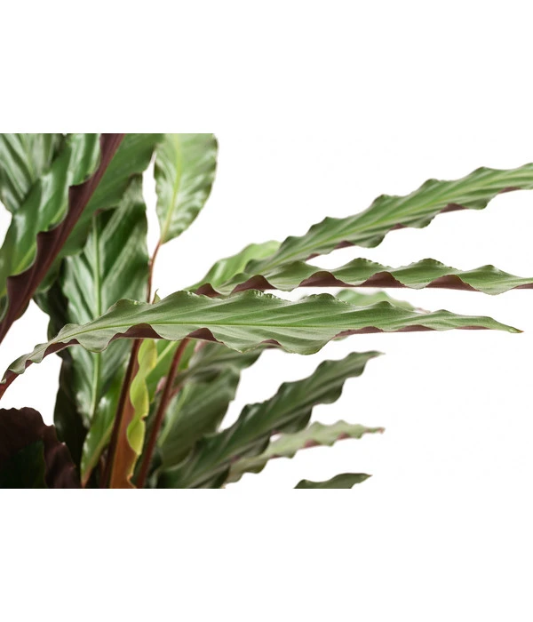 Korbmarante - Calathea 'Wavestar' 2 Korbmarante - Calathea 'Wavestar' – Bild 2