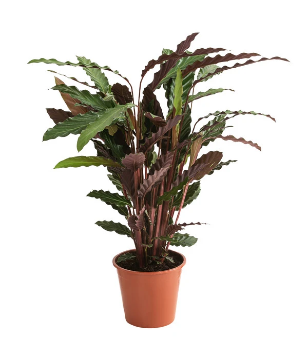 Korbmarante - Calathea 'Wavestar' 1 Korbmarante - Calathea 'Wavestar'