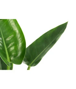 Baumfreund - Philodendron 'Imperial Green' -Wurzel Herz Verkaufsgeschäft 8718322 WE DE 001 PhilodendronImperialGreenT17