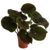 Blattbegonie - Begonia Masoniana 'River'