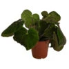 Blattbegonie - Begonia Masoniana 'Jungle'