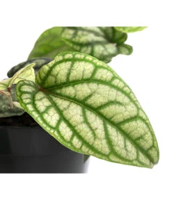 Schmuckpfeffer - Piper Sylvaticum 3 Schmuckpfeffer - Piper Sylvaticum -Wurzel Herz Verkaufsgeschäft 8721110 WE DE 001 PiperSylvaticumT15