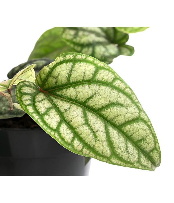 Schmuckpfeffer - Piper Sylvaticum 2 Schmuckpfeffer - Piper Sylvaticum – Bild 2