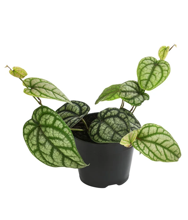 Schmuckpfeffer - Piper Sylvaticum 1 Schmuckpfeffer - Piper Sylvaticum