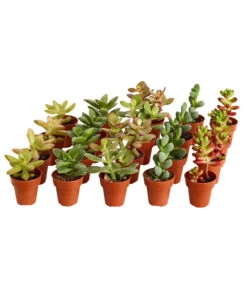 Neue Veröffentlichungen 5 Mini Sukkulenten, Verschiedene Sorten