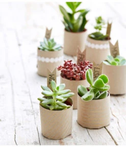 Neue Veröffentlichungen -Wurzel Herz Verkaufsgeschäft 8722514 PR MO 002 Sukkulenten