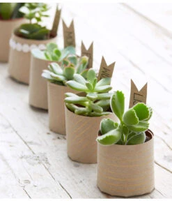 Mini Sukkulenten, Verschiedene Sorten -Wurzel Herz Verkaufsgeschäft 8722514 PR MO 006 Sukkulenten