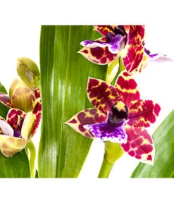 Zygopetalum - Zygopetalum Cultivars -Wurzel Herz Verkaufsgeschäft 8722761 PR DE 001 Zygopetalum2TrieberDehnerExpressHerzig