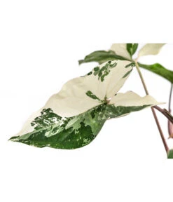 Purpurtute - Syngonium Podophyllum 'Albo Variegata', Panaschiert -Wurzel Herz Verkaufsgeschäft 8723694 WE DE 001 PurpurtuteAlboVariegatumT14