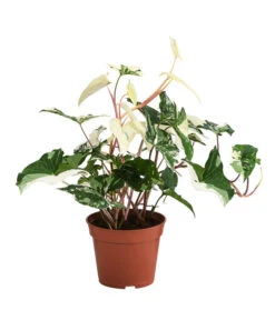 Purpurtute - Syngonium Podophyllum 'Albo Variegata', Panaschiert