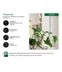 Purpurtute - Syngonium Podophyllum 'Albo Variegata', Panaschiert -Wurzel Herz Verkaufsgeschäft 8723694 WE IG 001 PurpurtuteAlboVariegata