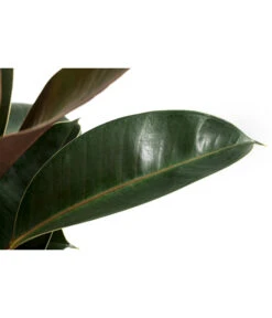 Gummibaum - Ficus Elastica 'Melany' -Wurzel Herz Verkaufsgeschäft 8729410 WE DE 001 FicusElasticaMelanyT22