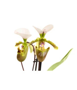 Frauenschuh - Paphiopedilum Spicerianum -Wurzel Herz Verkaufsgeschäft 8730913 WE DE 001 PaphiopedilumSpiceranumT9