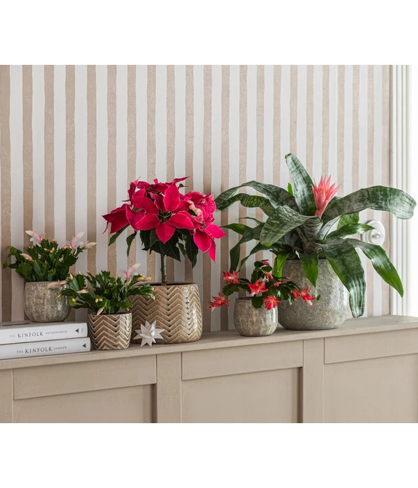 Lanzenrosette - Aechmea Fasciata 2 Lanzenrosette - Aechmea Fasciata – Bild 2