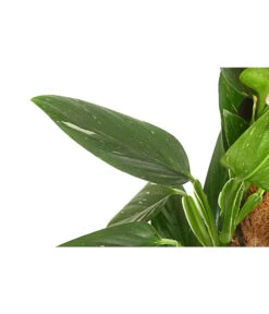 Wurzel Herz Verkaufsgeschäft -Wurzel Herz Verkaufsgeschäft 8747073 PR DE 001 PhilodendronCobraT19DehnerExpressHerzig