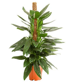 Wurzel Herz Verkaufsgeschäft 4 Baumfreund - Philodendron 'Cobra'