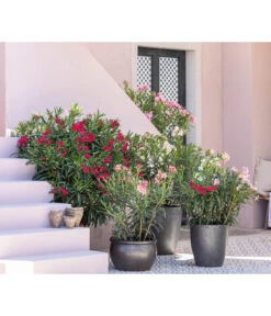 Dehner Keramik-Topf Bavaria, Bauchig -Wurzel Herz Verkaufsgeschäft 8753139 WE MO 001 OleanderNeriumOleander