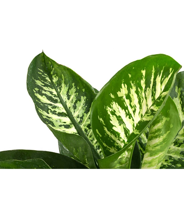 Dieffenbachie - Dieffenbachia 'Tropic' 2 Dieffenbachie - Dieffenbachia 'Tropic' – Bild 2