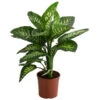 Dieffenbachie - Dieffenbachia 'Tropic'
