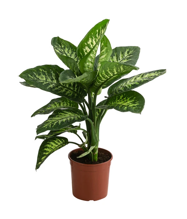 Dieffenbachie - Dieffenbachia 'Tropic' 1 Dieffenbachie - Dieffenbachia 'Tropic'