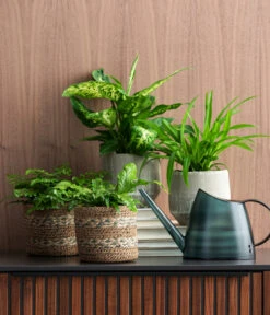 Dieffenbachie - Dieffenbachia Seguine Compacta -Wurzel Herz Verkaufsgeschäft 8764797 4304028 8219966 4304028 WE MO 001 Luftverbesserer