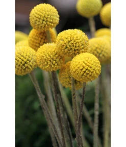 Trommelschlägel 'Golf Beauty' -Wurzel Herz Verkaufsgeschäft 8823056 PR MO 001 CraspediaglobosaGolfBeautyT13Pixabay