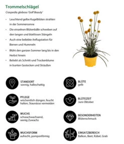 Trommelschlägel 'Golf Beauty' -Wurzel Herz Verkaufsgeschäft 8823056 WE IG 001 Trommelschlaegel