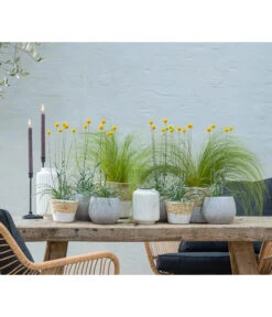 Trommelschlägel 'Golf Beauty' -Wurzel Herz Verkaufsgeschäft 8823056 WE MO 001 CraspediaTrommelschlaegel