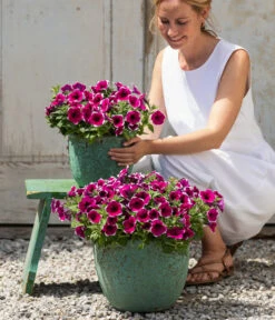 Dehner Keramik-Topf Rhodos, Rund, Blau-grün -Wurzel Herz Verkaufsgeschäft 8824021 4273900 4273918 4273934 WE MO 001 HaengepetuniePicoteeT12 CrossSellTeaser