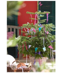 Nordmann-Tanne, Ca. 60-80 Cm, Im Topf Gewachsen 5 Nordmann-Tanne, Ca. 60-80 Cm, Im Topf Gewachsen -Wurzel Herz Verkaufsgeschäft 8995763 PR MO 001 NordmanntanneAbiesNordmannianaWeihnachtsshooting2015