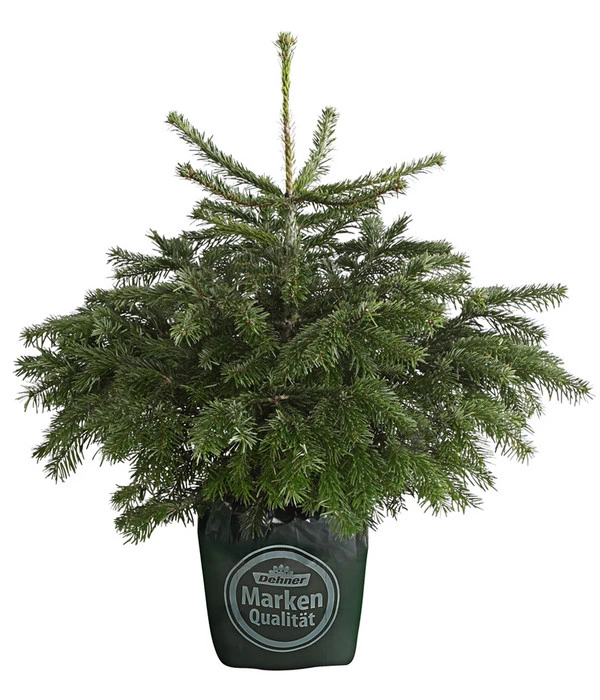 Nordmann-Tanne, Ca. 60-80 Cm, Im Topf Gewachsen 1 Nordmann-Tanne, Ca. 60-80 Cm, Im Topf Gewachsen