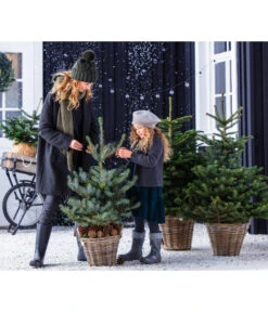 Stech-Fichte, Ca. 80-100 Cm, Im Topf Gewachsen 4 Stech-Fichte, Ca. 80-100 Cm, Im Topf Gewachsen -Wurzel Herz Verkaufsgeschäft 8997504 WE MO 001 PiceaPungens60bis80cm GC19 2021