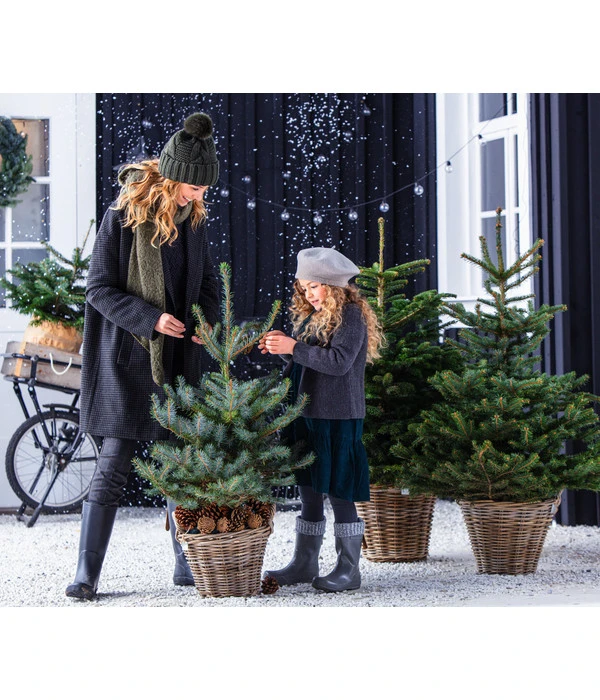 Stech-Fichte, Ca. 80-100 Cm, Im Topf Gewachsen 2 Stech-Fichte, Ca. 80-100 Cm, Im Topf Gewachsen – Bild 2