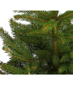 Stech-Fichte, Ca. 40-60 Cm, Im Topf Gewachsen -Wurzel Herz Verkaufsgeschäft 8997512 WE DE 003 PiceaPungensFichte40 60DehnerExpressHerzig