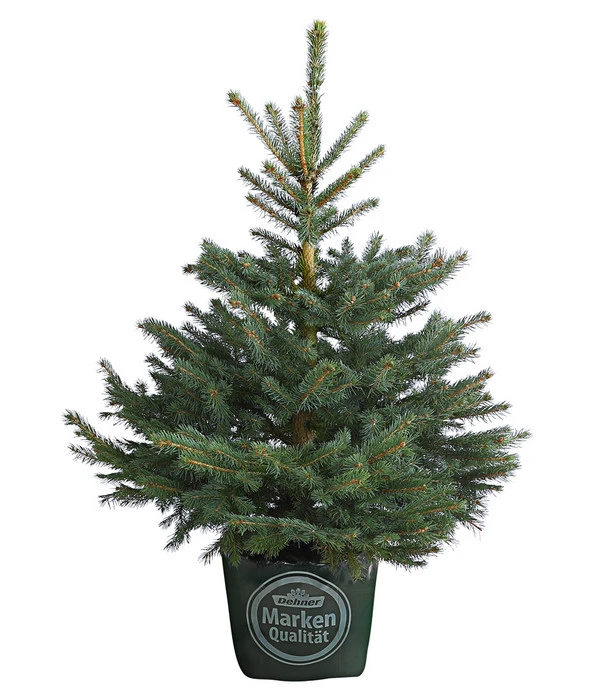 Stech-Fichte, Ca. 80-100 Cm, Im Topf Gewachsen 1 Stech-Fichte, Ca. 80-100 Cm, Im Topf Gewachsen
