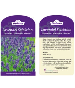 Lavendel 'Olympia' -Wurzel Herz Verkaufsgeschäft LavendelOlympia