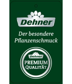 Schmetterlingsorchidee - Phalaenopsis Cultivars 'Umbrella', Verschiedene Sorten 24 Schmetterlingsorchidee - Phalaenopsis Cultivars 'Umbrella', Verschiedene Sorten -Wurzel Herz Verkaufsgeschäft PremiumPhalaenopsis Phala 04052016 1